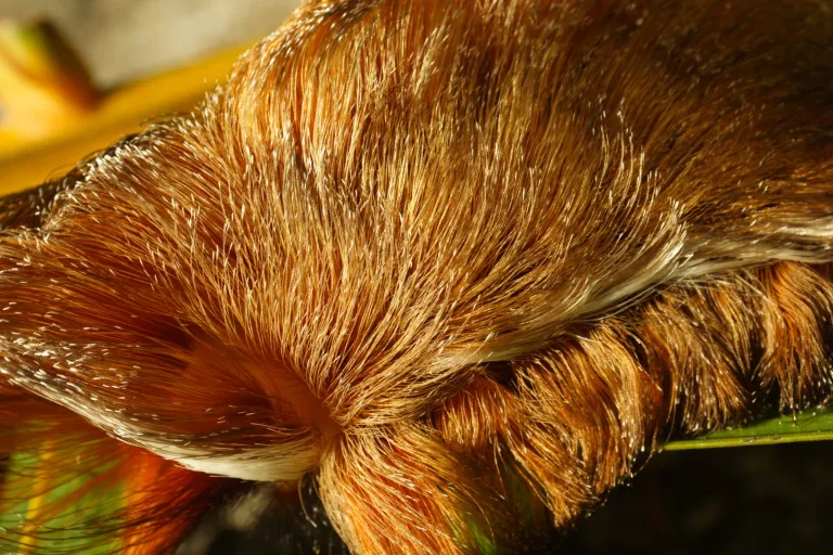 Move over murder hornets: Venomous caterpillars reportedly spotted in Virginia