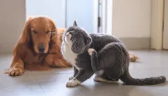 FDA warns common tick, flea meds are making pets sick
