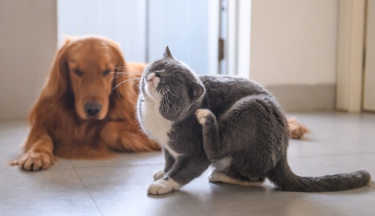 FDA warns common tick, flea meds are making pets sick