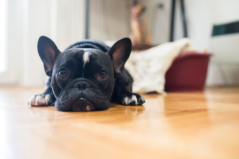 Labs and Frenchies most popular purebred dog breeds of 2020 in US