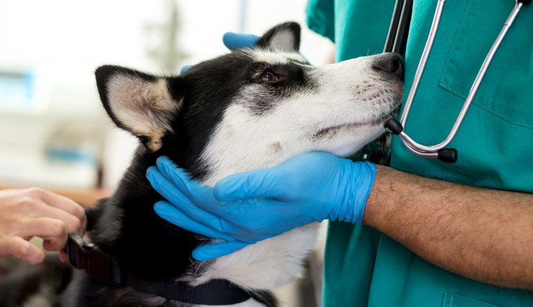 FDA unveils new study to avoid testing drugs on dogs