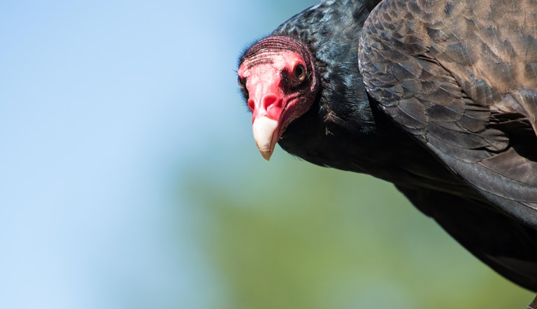 A turkey vulture at the raptor center on Vancouver Island.