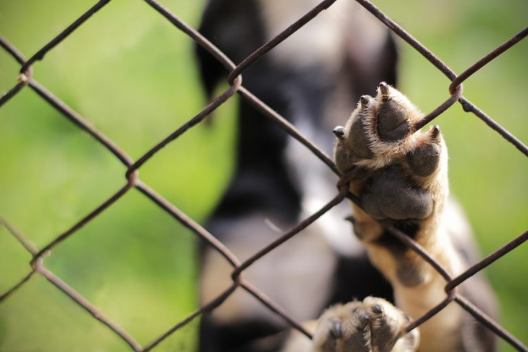 WATCH: Shelter dog Gilligan escapes kennel and throws a party