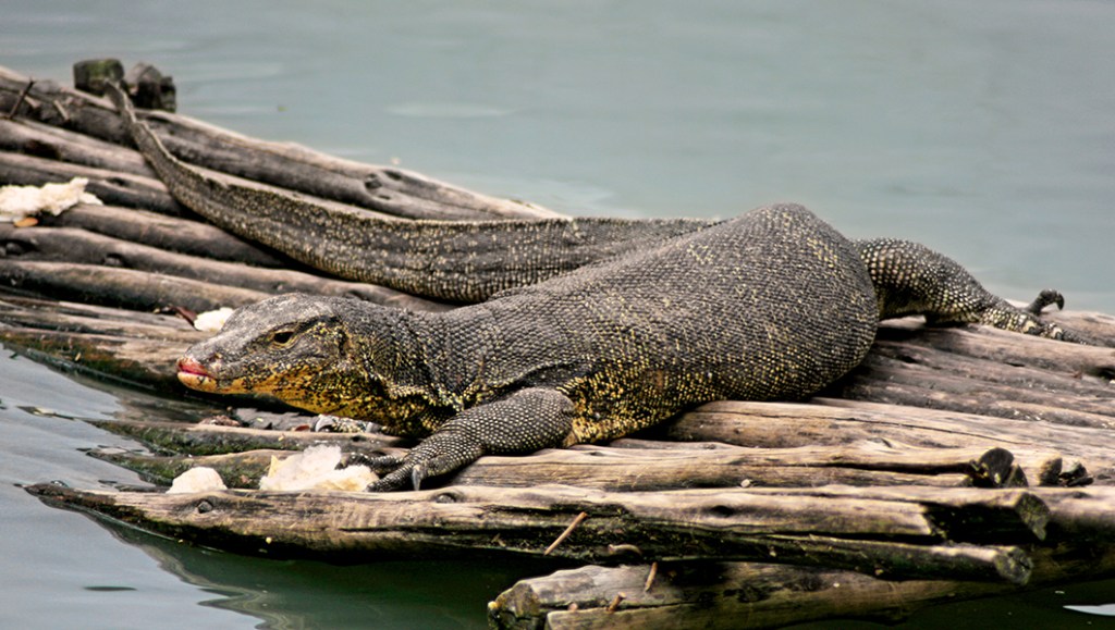 Man pleads guilty to trafficking live lizards from Philippines