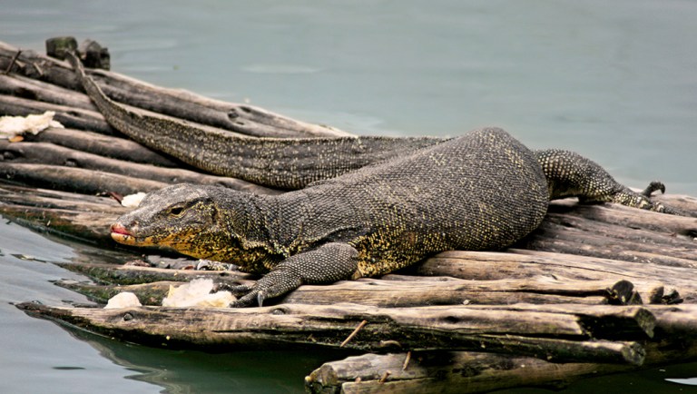 Man pleads guilty to trafficking live lizards from Philippines