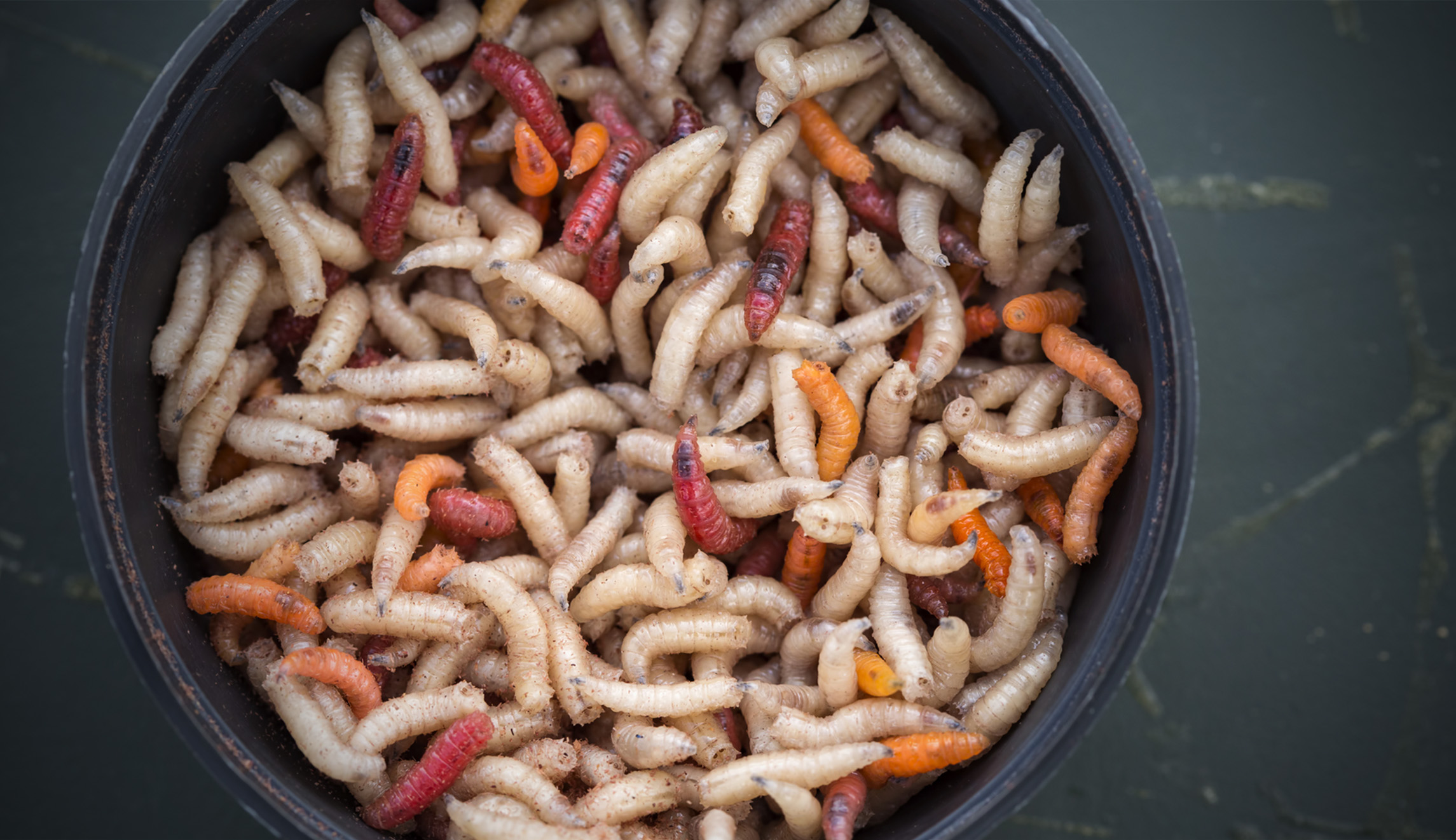 Trump trade deal would mean Britons eating maggots and rat hairs, Labour leader claims