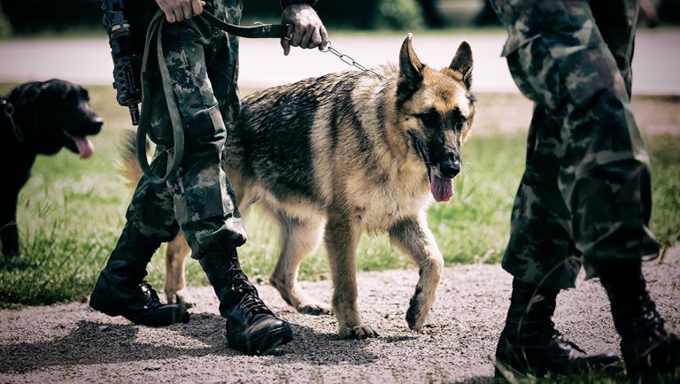Whistleblower claims US anti-terrorism dogs dying overseas from ‘poor working conditions’