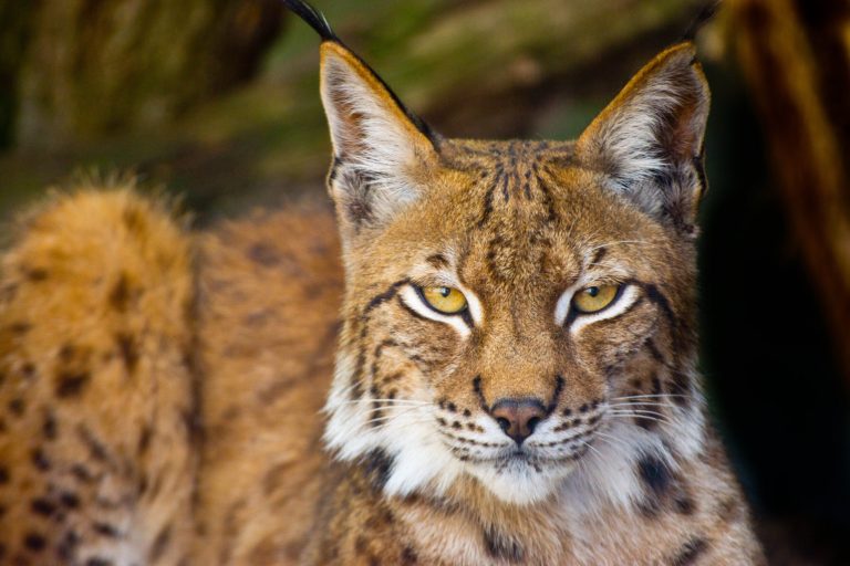 Man chucks bobcat that attacked his wife in viral video