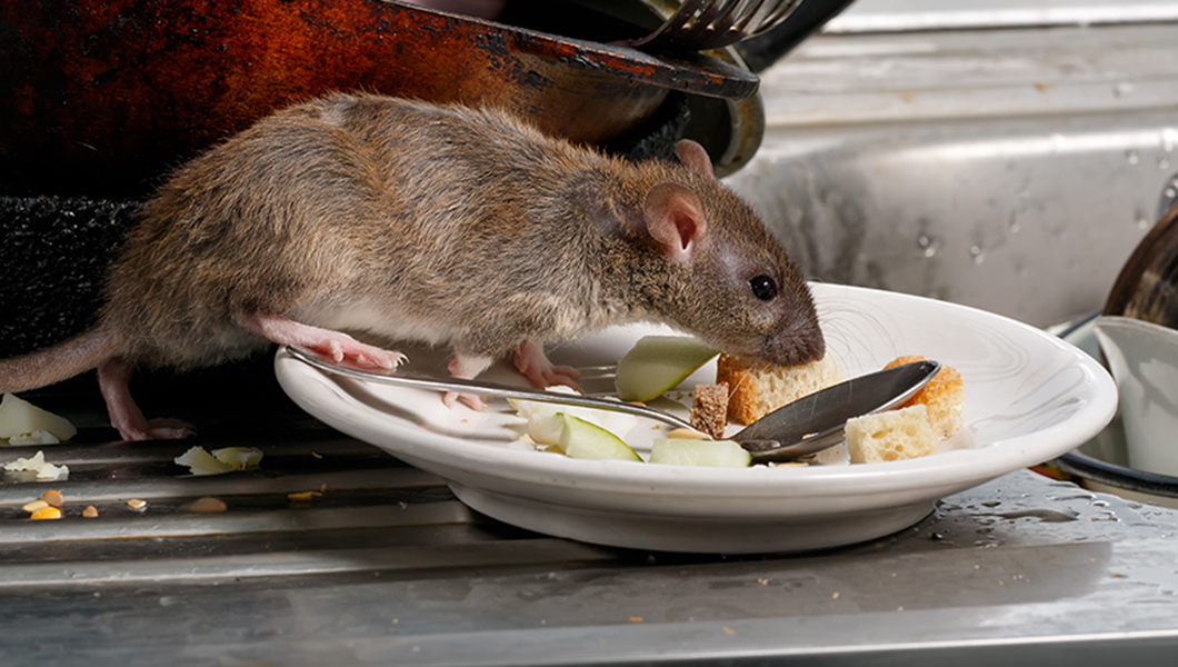 Cities with rats have a human problem, experts reveal