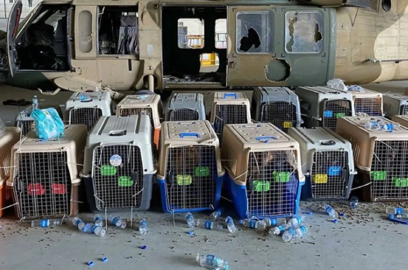 US woman left behind in Kabul with 130 rescue dogs thanks to DOD no-fly animal policy