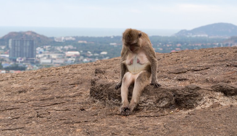 The grief of the wild beasts