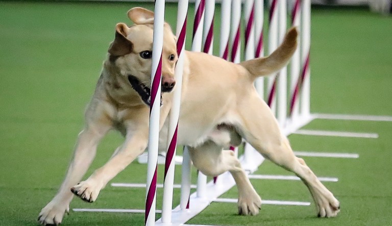 Dogs being trained to detect coronavirus cases
