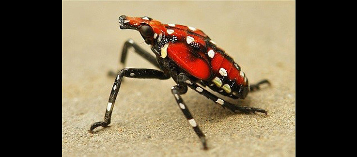 Son of Stink Bug: New Chinese pest threatens hops, grapes vines