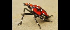 Son of Stink Bug: New Chinese pest threatens hops, grapes vines