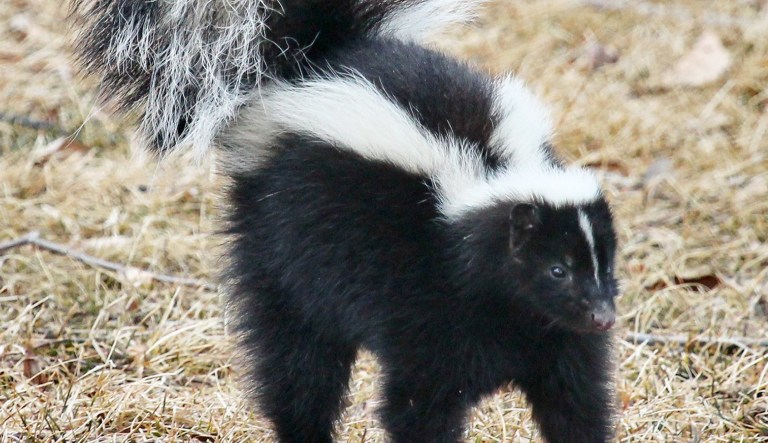Skunked