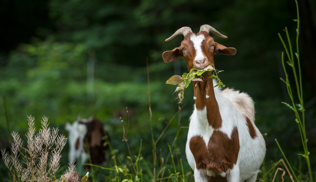 Goat, Afghan style
