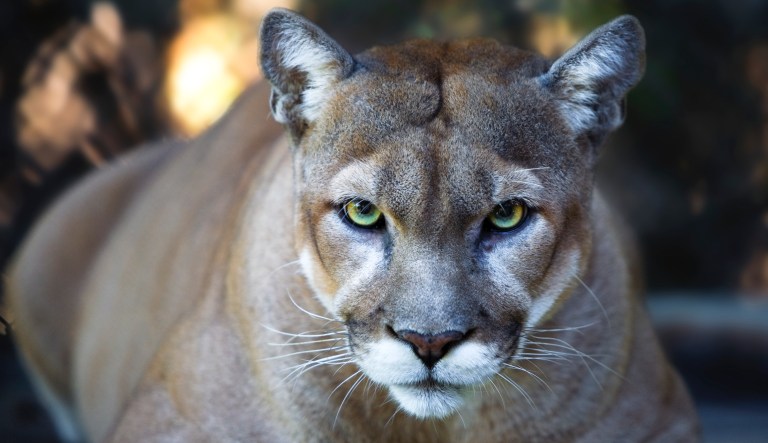 ‘Lethally removed’: Officials kill three mountain lions discovered eating human remains