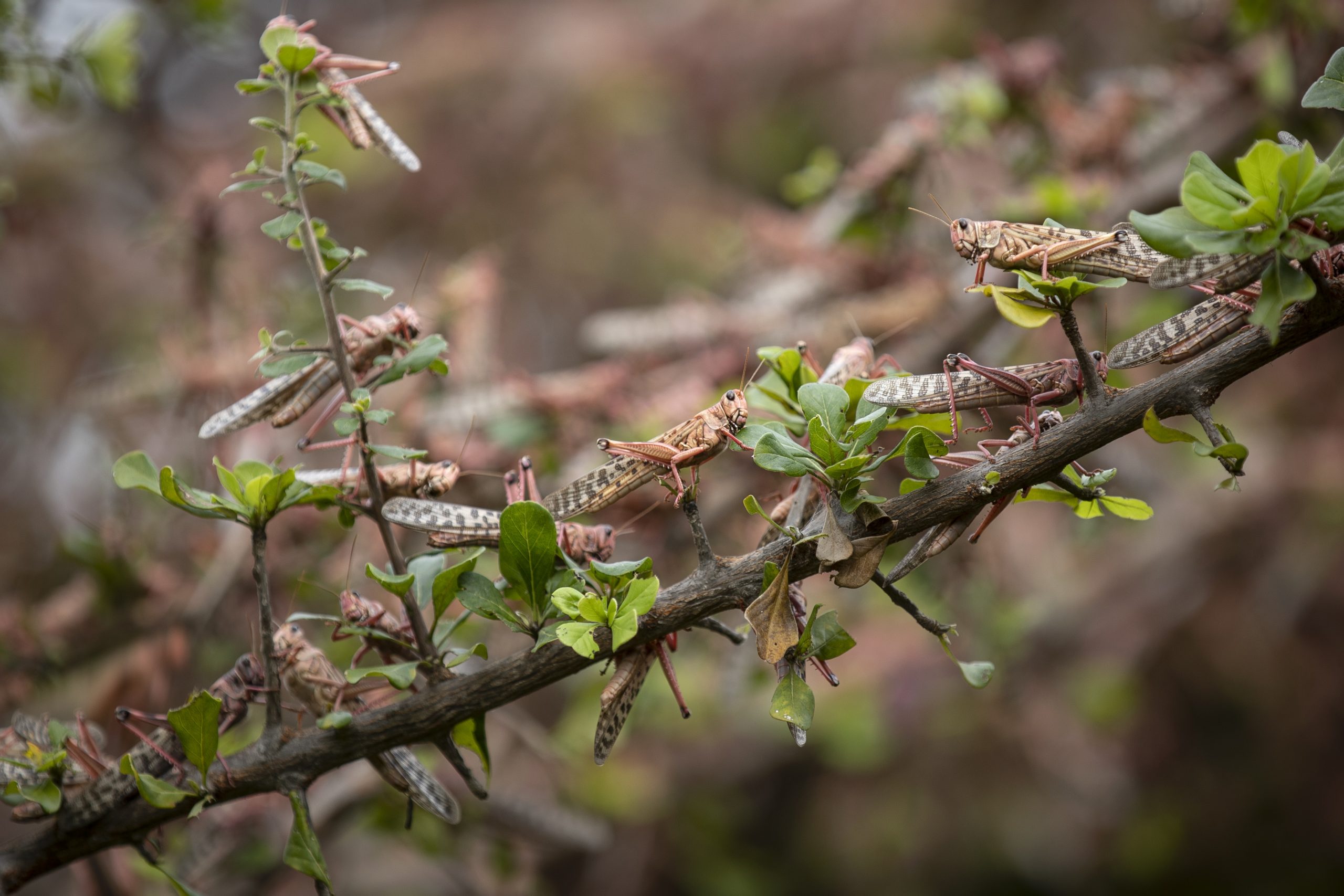 Kenya Africa Locust Outbreak