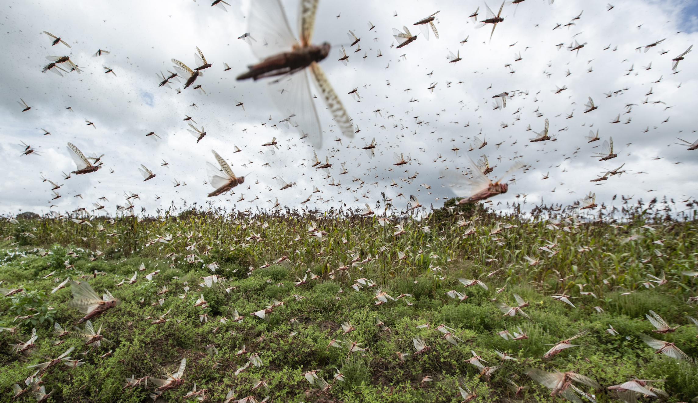 Unless canceled, Africa’s debt burden will cause COVID-19 to kill millions