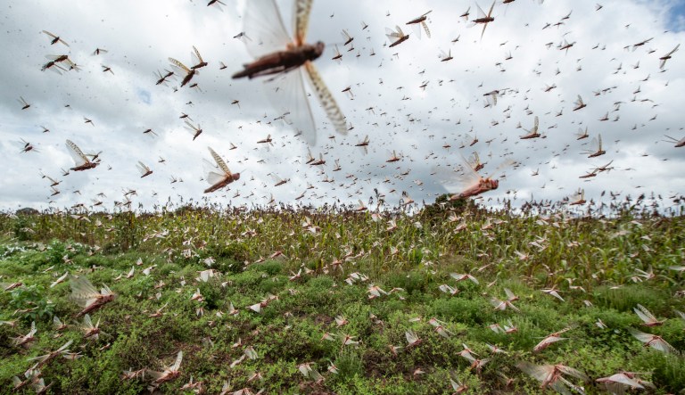 Swarms of desert locusts fly up into the air from crops in Katitika village, Kitui county, Kenya Friday, Jan. 24, 2020. Desert locusts have swarmed into Kenya by the hundreds of millions from Somalia and Ethiopia, countries that haven't seen such numbers in a quarter-century, destroying farmland and threatening an already vulnerable region.