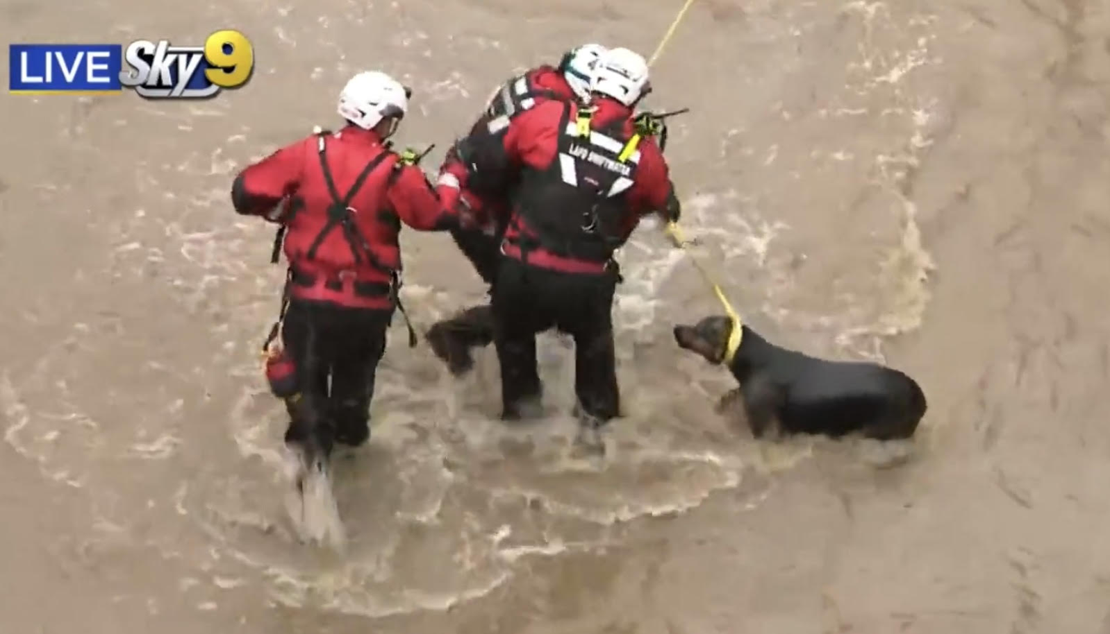 Dog travels miles down LA River before dramatic firefighter rescue