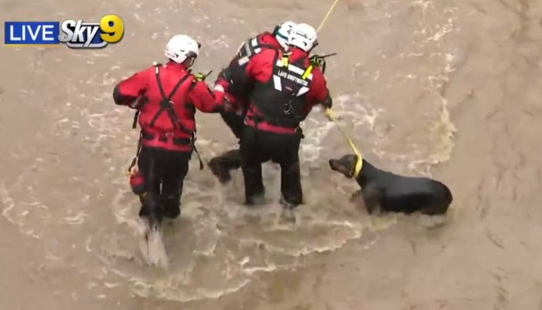 A dog is rescued from the fast-moving Los Angeles River outside CBS Studios on March 28, 2022
