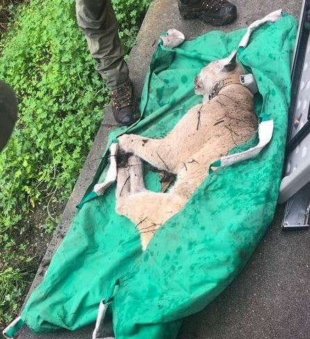 Mountain lion P-22 is captured in Los Angeles on Dec. 12, 2022