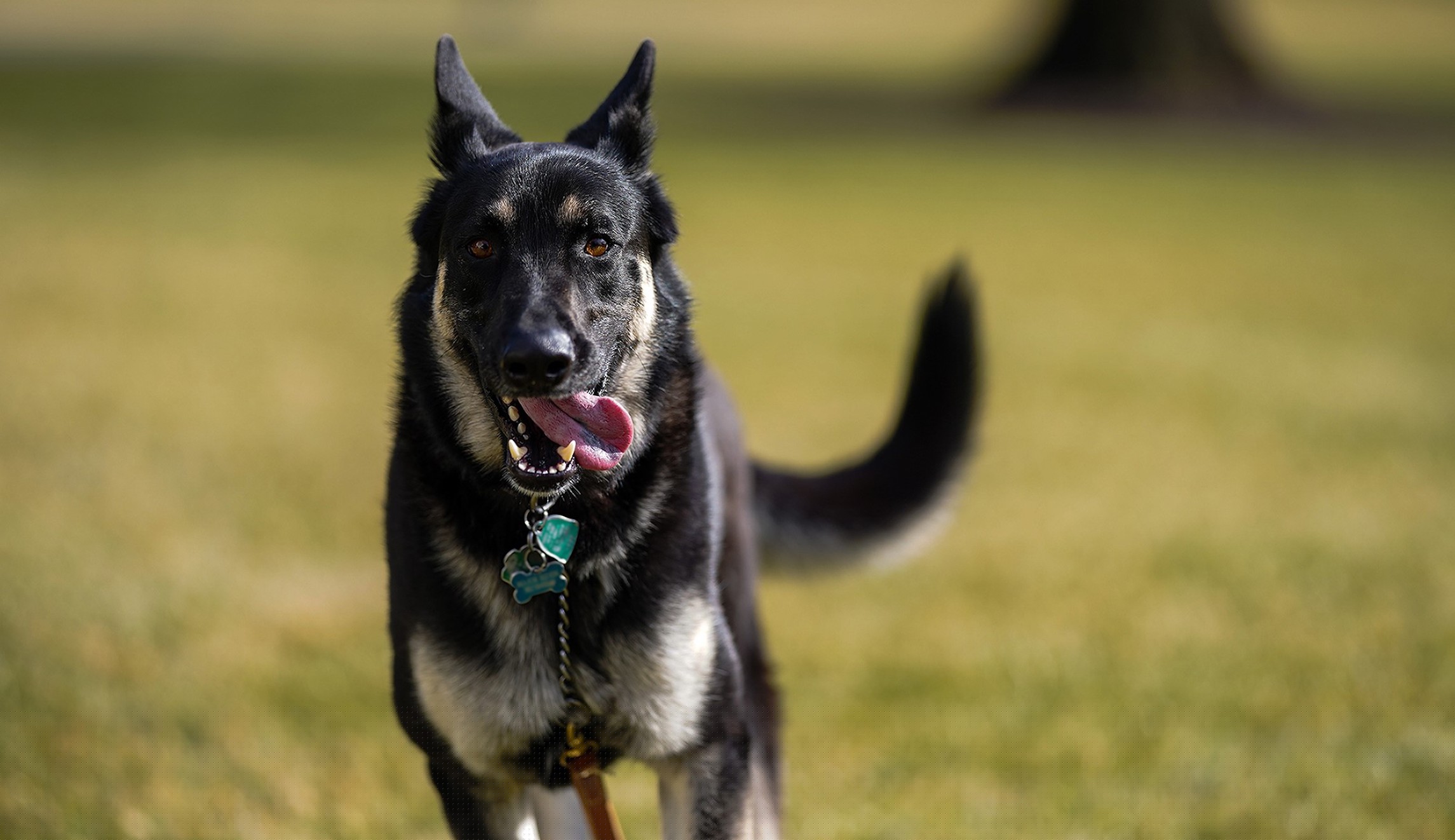 ‘Biting incident’ leads to Biden’s dogs getting sent back to Delaware: Report