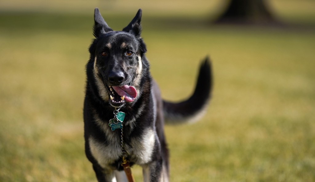 ‘Biting incident’ leads to Biden’s dogs getting sent back to Delaware: Report