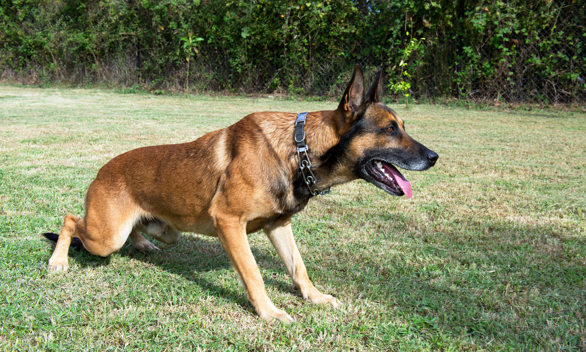 Hero military dog who cornered ISIS leader to remain anonymous for now, says top US general