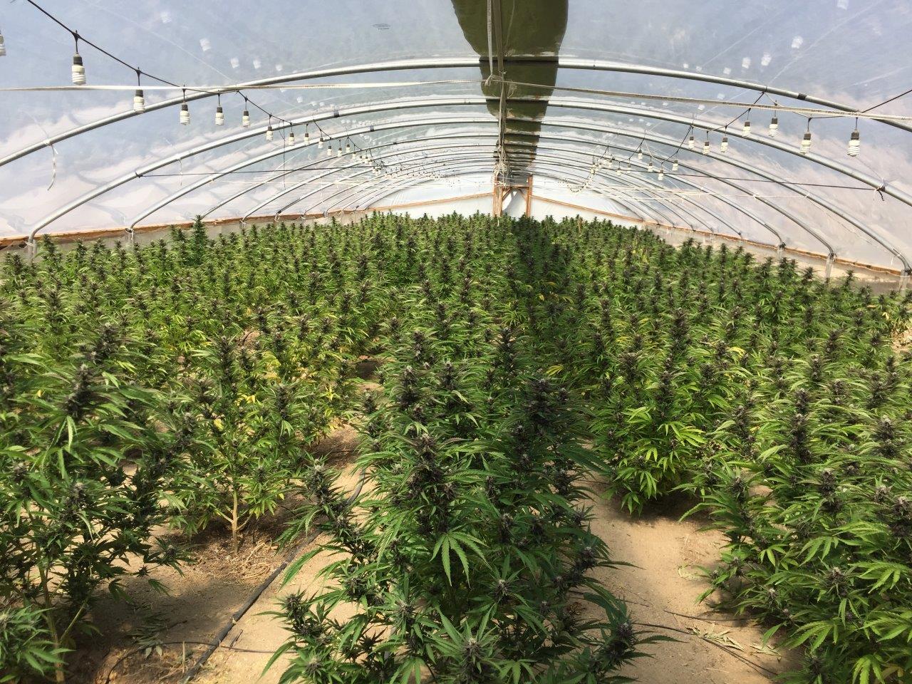 Marijuana farm in California.jpg