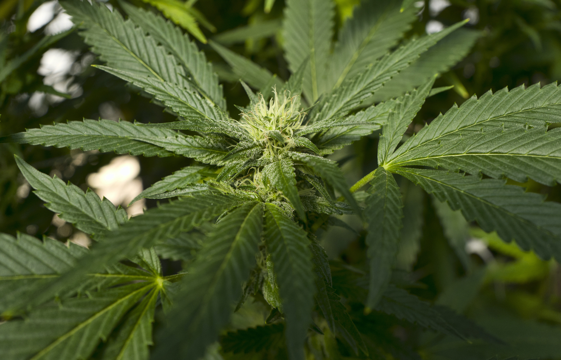 United Nations reclassifies cannabis as a less dangerous drug