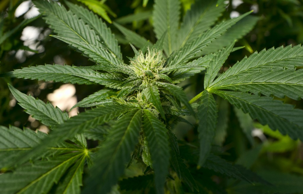 Election poison? House Democrats debate when to vote on marijuana decriminalization bill