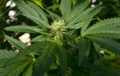 United Nations reclassifies cannabis as a less dangerous drug