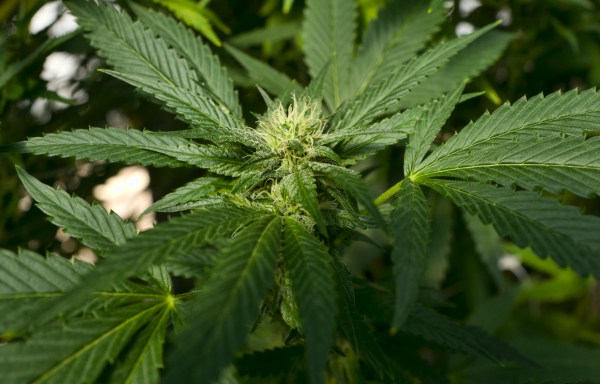United Nations reclassifies cannabis as a less dangerous drug