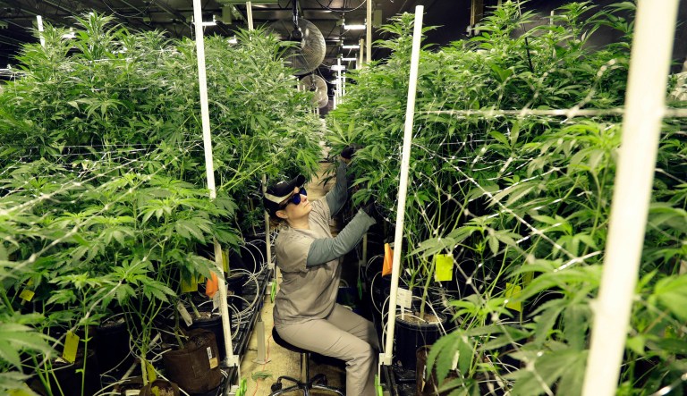 Marijuana legalization on the ballot in five states