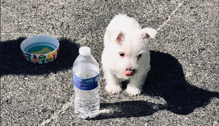 Luke Messer puppy.