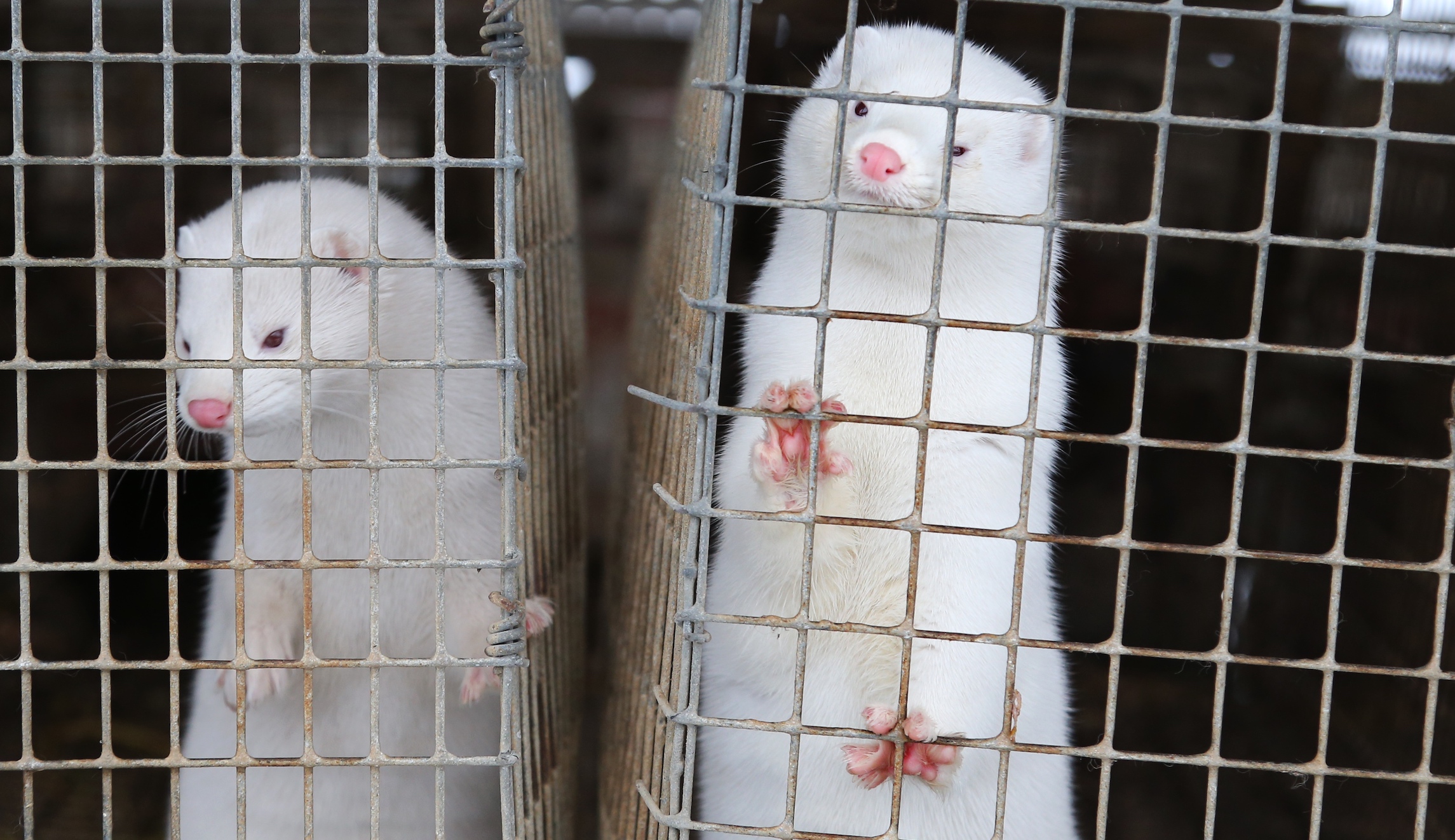 Farm worker infected with coronavirus from mink: Dutch agriculture minister