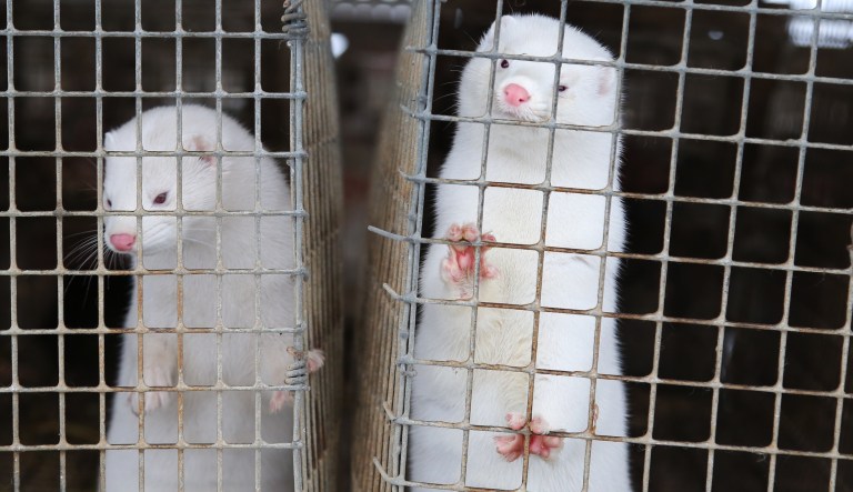 Minks look out of a cage at a fur farm  in the village of Litusovo, 200 km (125 miles) northeast of Minsk, Belarus, Thursday, Dec. 6, 2012.  Half of the production of this farm is sent for processing in Russia, half remains in Belarus.  The fur industry in Belarus is active, but its products that are made ??of natural fur are very expensive.