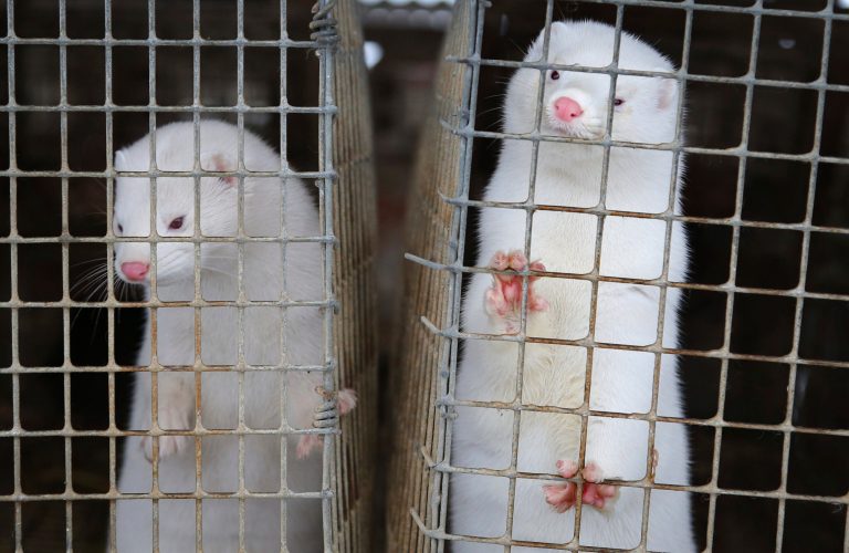 Denmark says mutated coronavirus ‘most likely’ extinct after ordering that the nation’s minks be killed