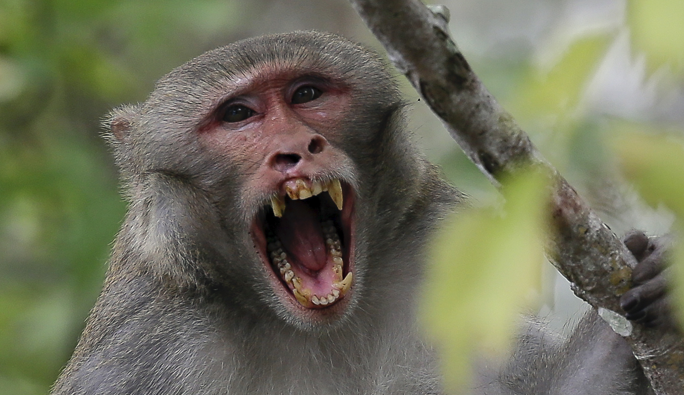Deadly herpes-riddled feral monkeys swing through Florida
