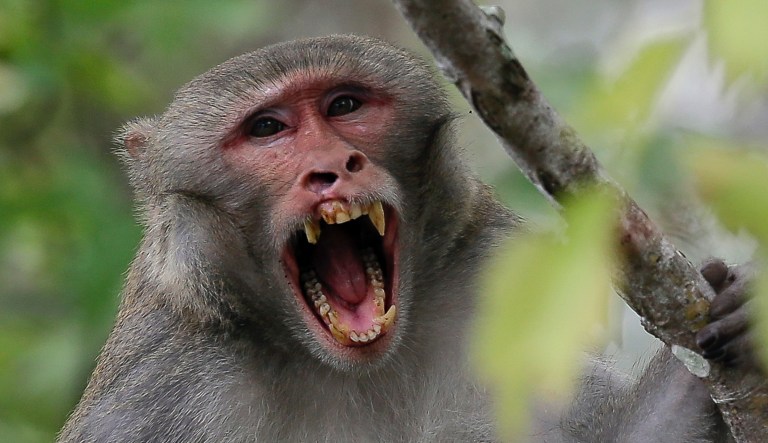 In this Friday, Nov. 10, 2017 photo, a rhesus macaques monkey observes kayakers as they navigate along the Silver River in Silver Springs, Fla. Wildlife managers in Florida say they want to remove the roaming monkeys from the state in light of a new study published Wednesday, Jan. 10, 2018, that finds some of the animals are excreting a virus that can be dangerous to humans.