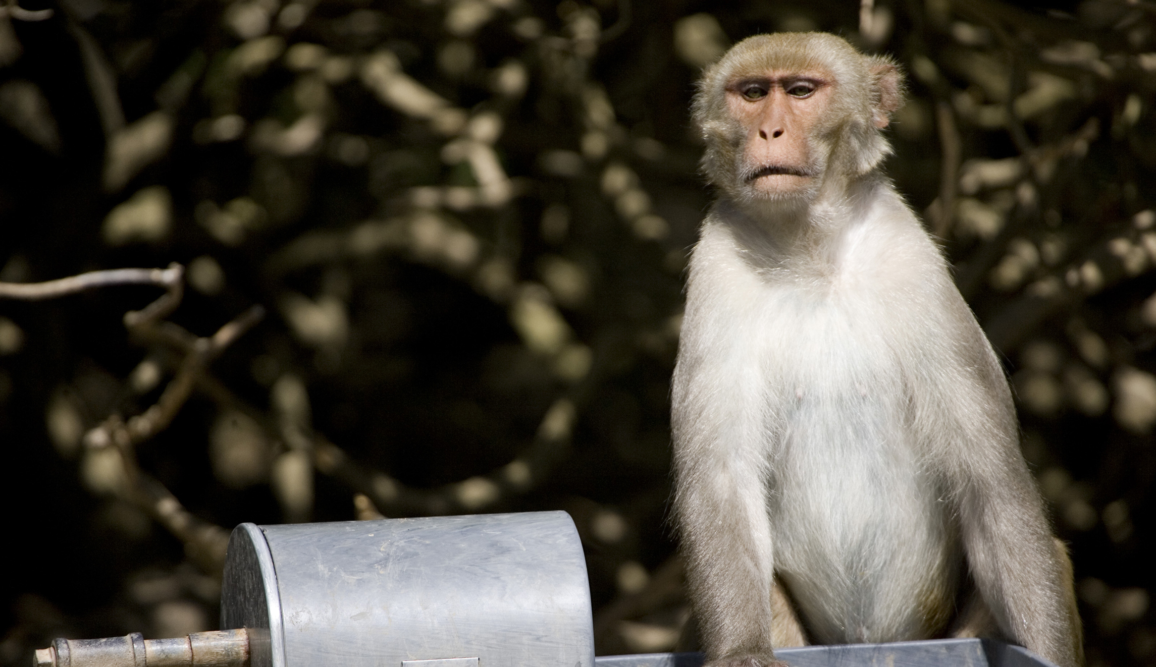 Monkeys attack lab assistant in India and steal coronavirus blood