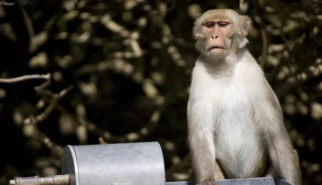 Monkeys attack lab assistant in India and steal coronavirus blood samples