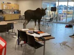 Moose crashes through window of Canadian elementary school