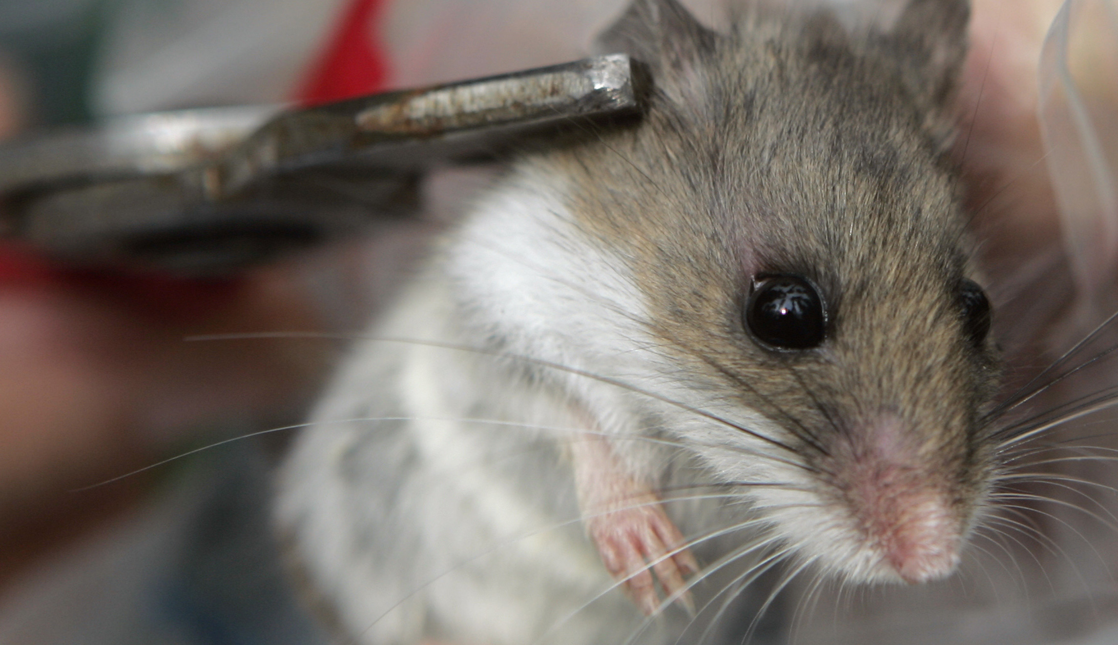 ‘Rather that she be evicted than eviscerated’: PETA pleads for life of White House mouse