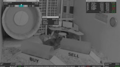 Crypto-trading hamster scampers past Bitcoin, S&P 500, and Warren Buffett