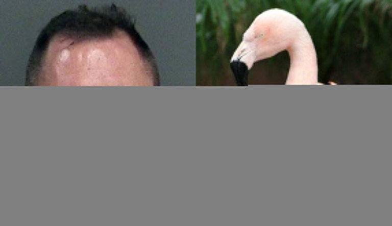 Pictured are Joseph Corrao, left, and Pinky the Chilean flamingo, right.