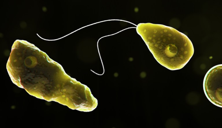 Naegleria fowleri