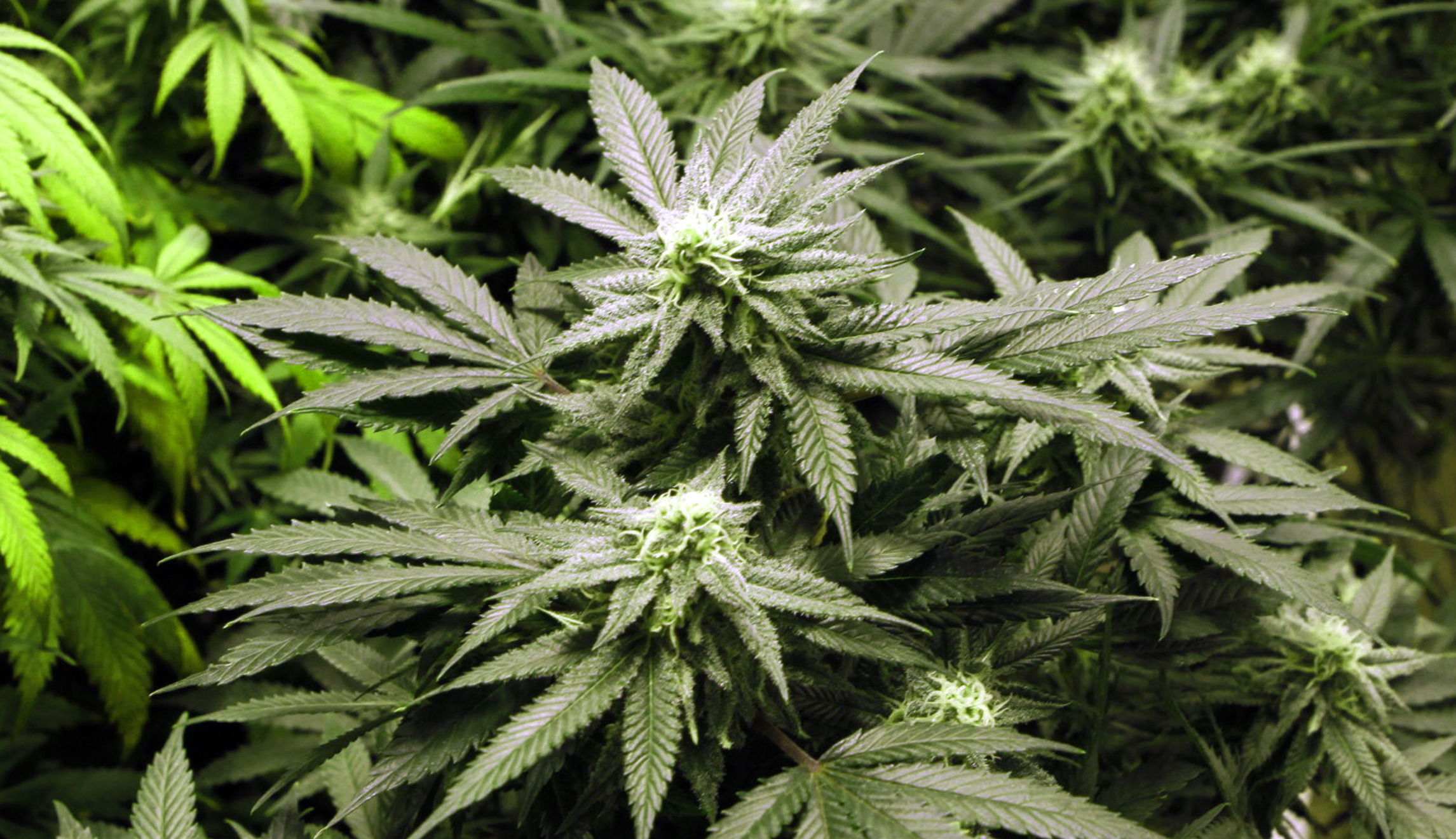 Biden looks at rescheduling marijuana in time for the 2024 election